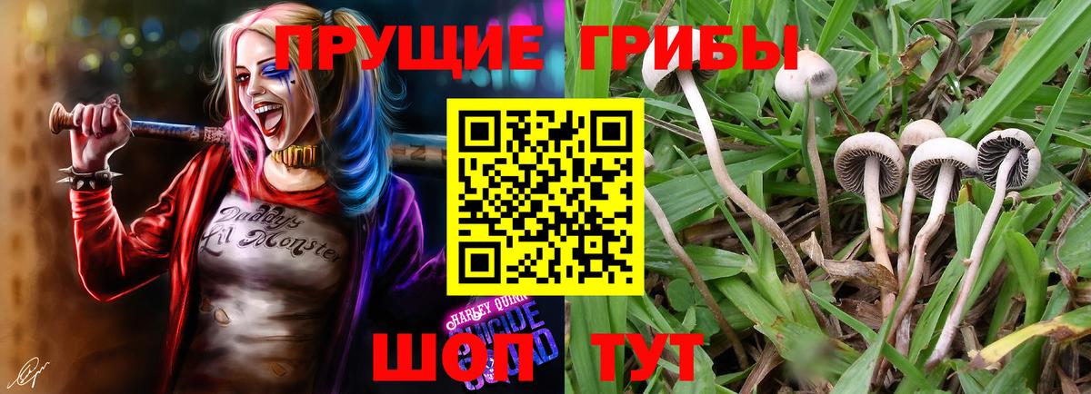 Галлюциногенные грибы прущие грибы Улан-Удэ